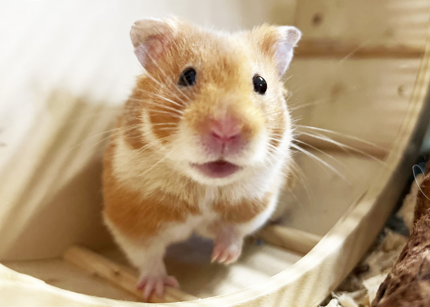 Rspca hamsters best sale