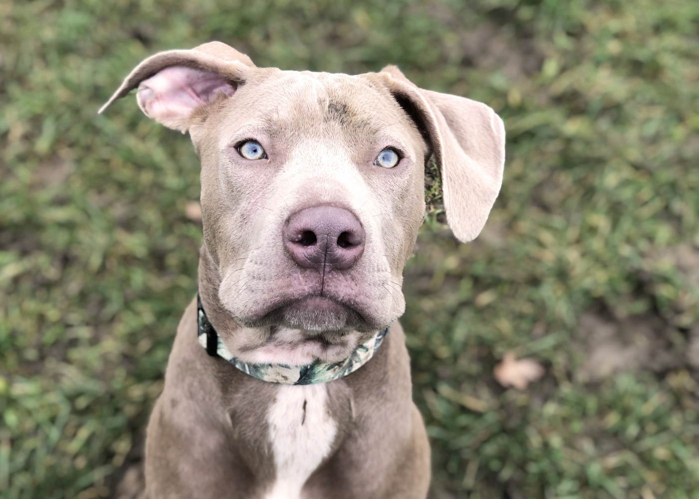 Blue clearance pitbull home