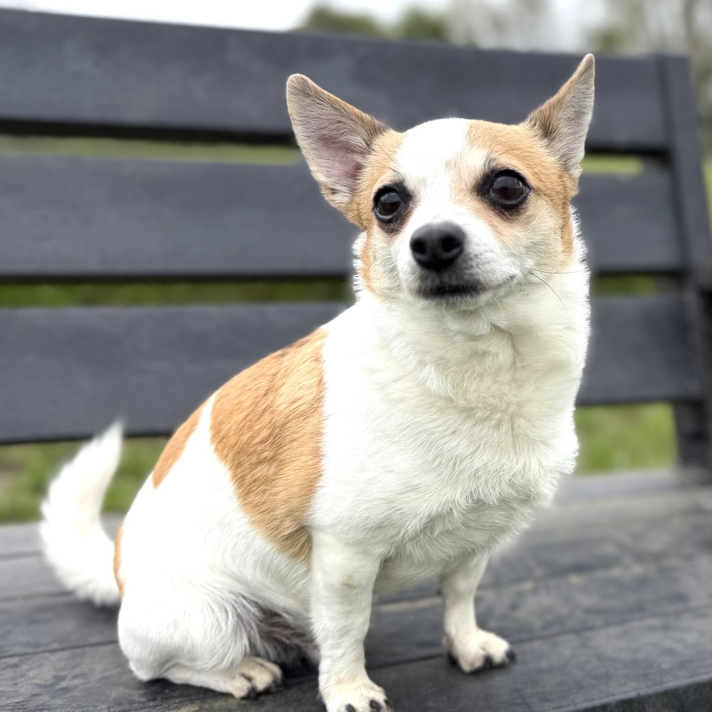 Charlie | RSPCA Danaher Animal Home