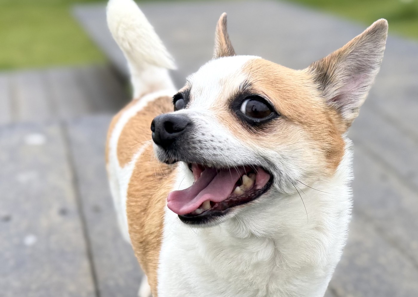 Charlie | RSPCA Danaher Animal Home