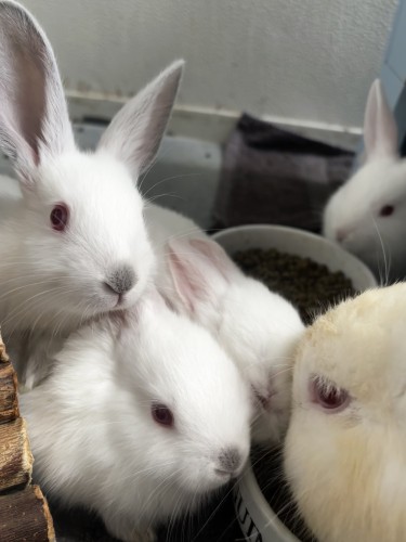 More Baby Buns (4 weeks old!) β photo 4