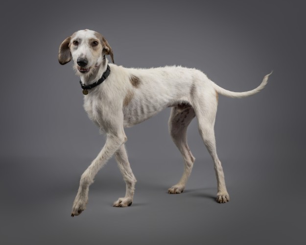 Thomas, a 2 years old male Lurcher available for adoption from Danaher Animal Home in Essex
