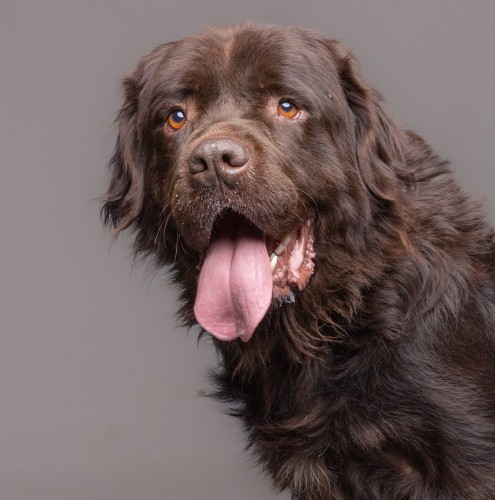 Paddington, a 6 years old male Newfoundland available for adoption from Danaher Animal Home in Essex