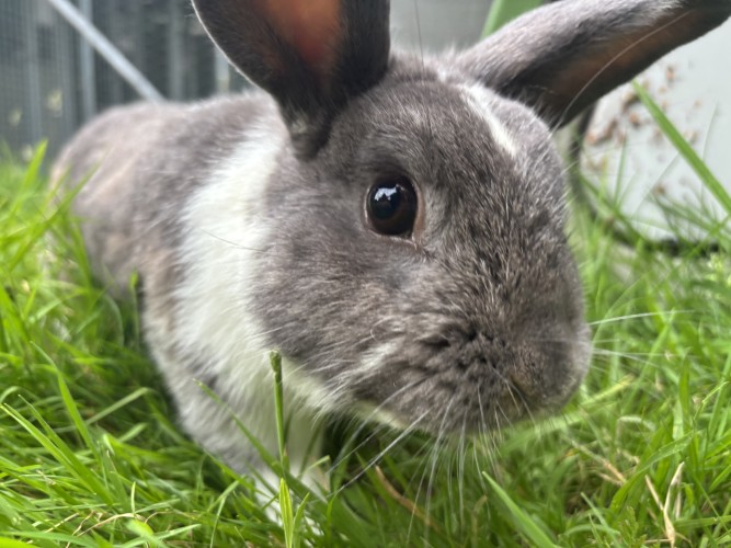 Arlo — photo 6