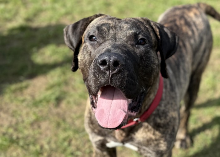 Elvis, a 1 year old male Presa Canario available for adoption from Danaher Animal Home in CM7 4EP, Essex