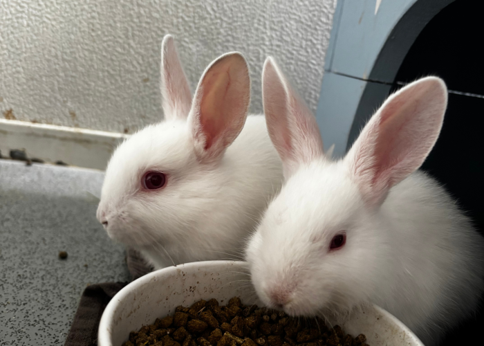 More Baby Buns (4 weeks old!) β photo 3