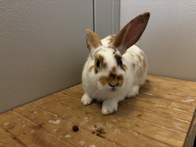 Charlie — photo 1