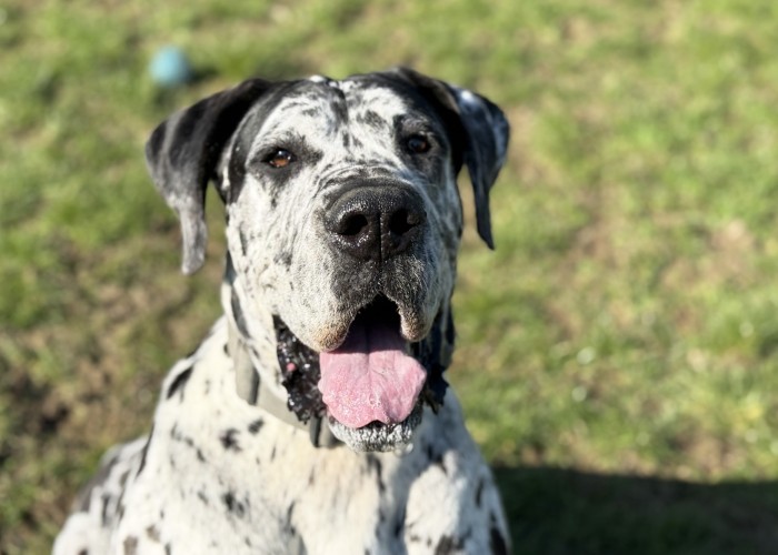 Nellie, a 4 years old female Great Dane available for adoption from Danaher Animal Home in Essex