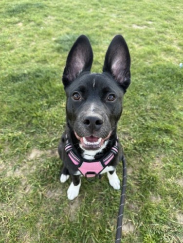 Luna, a 1 year old female Siberian Husky X French Bulldog available for adoption from Danaher Animal Home in Essex