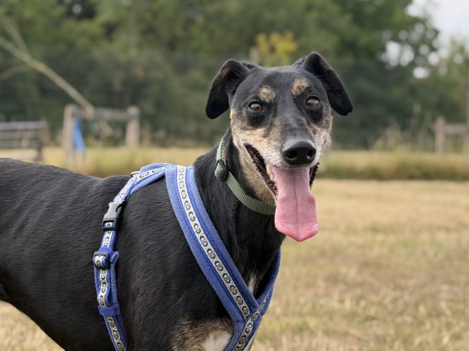 Banjo, a 3 years old male Lurcher available for adoption from Danaher Animal Home in Essex