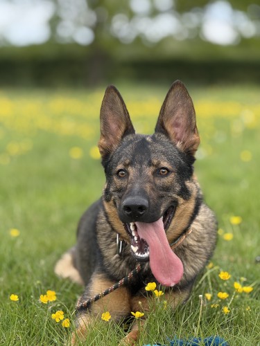 Juba, a 1 year old male German Shepherd available for adoption from Danaher Animal Home in Essex