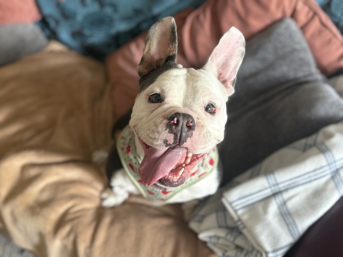Chanel, a 2 years old female French Bulldog x Bulldog available for adoption from Danaher Animal Home in Essex