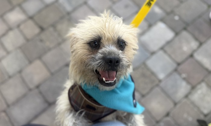 Toto, a 2 years old male Shih Tzu available for adoption from Danaher Animal Home in Essex
