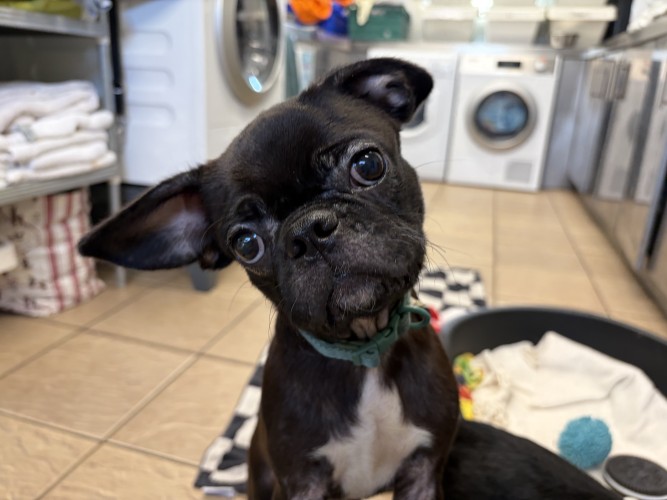 Cosmo, a 6 months old male Pug available for adoption from Danaher Animal Home in Essex
