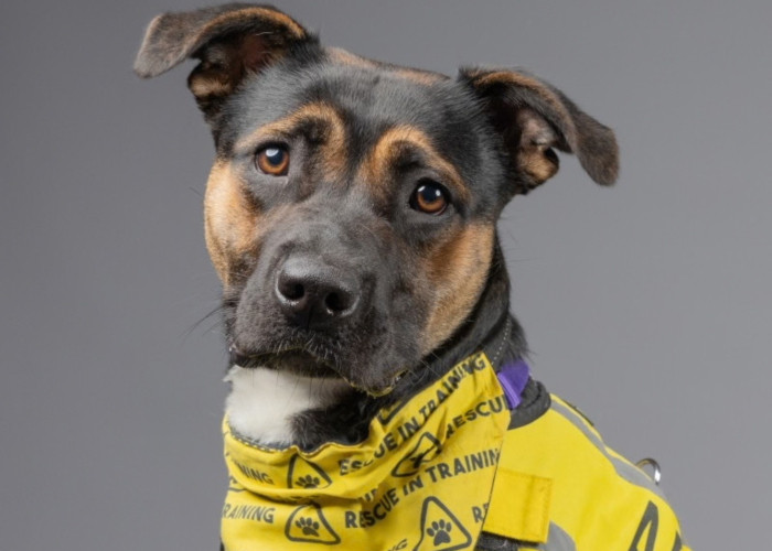 Poppy, a 11 months old female Staffordshire Bull Terrier X available for adoption from Danaher Animal Home in Essex