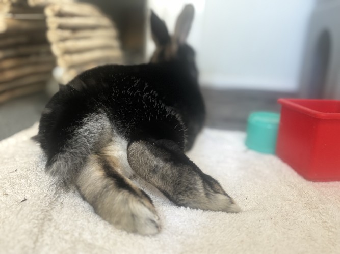 Peaches — photo 2