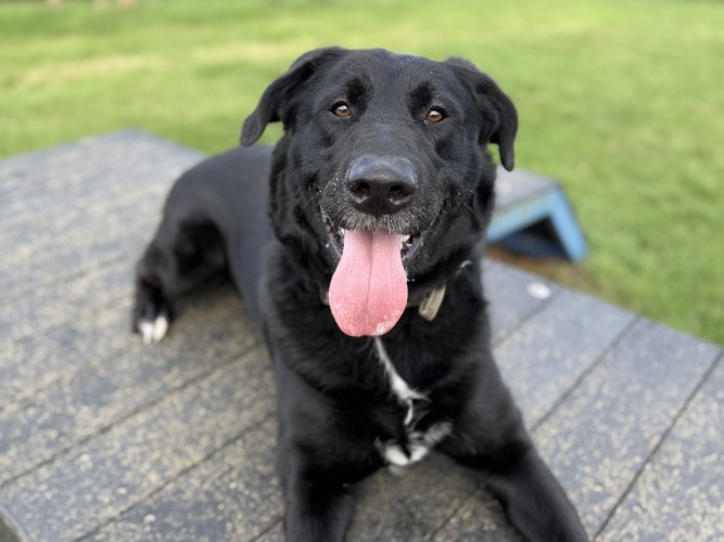 Rocky, a 2 years old male German Shepherd X Labrador available for adoption from Danaher Animal Home in Essex