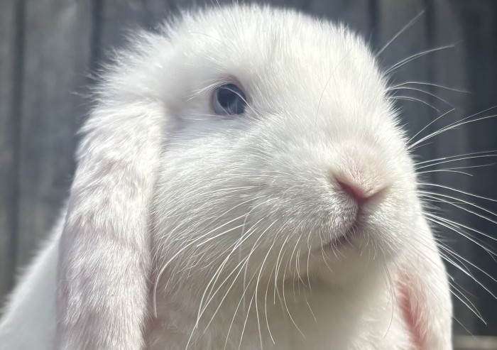 Yuki & Shiro — photo 3