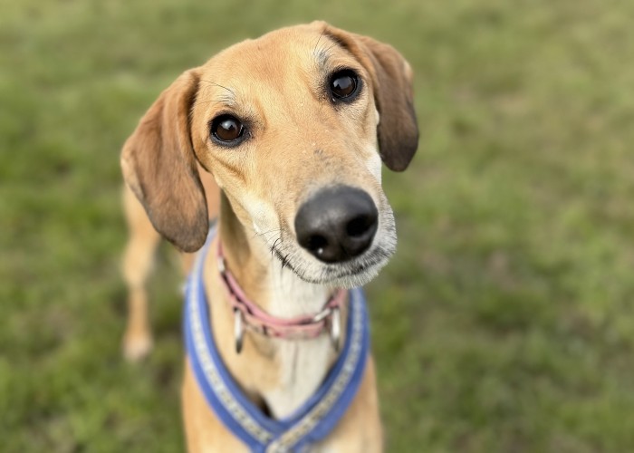 Aspen, a 1 year old male Lurcher available for adoption from Danaher Animal Home in Essex