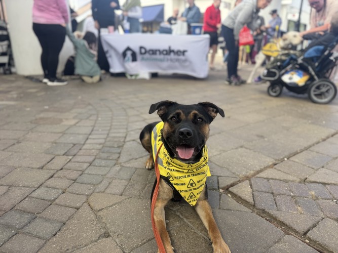Poppy, a 11 months old female Staffordshire Bull Terrier X available for adoption from Danaher Animal Home in Essex