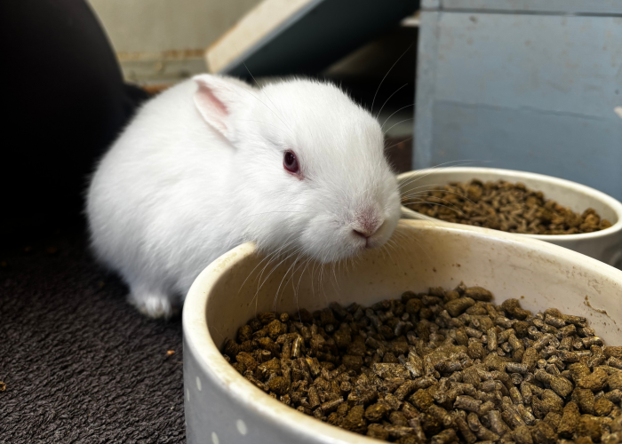 More Baby Buns (4 weeks old!) β photo 2