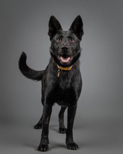 Clarissa, a 1 year old female German Shepherd X available for adoption from Danaher Animal Home in Essex