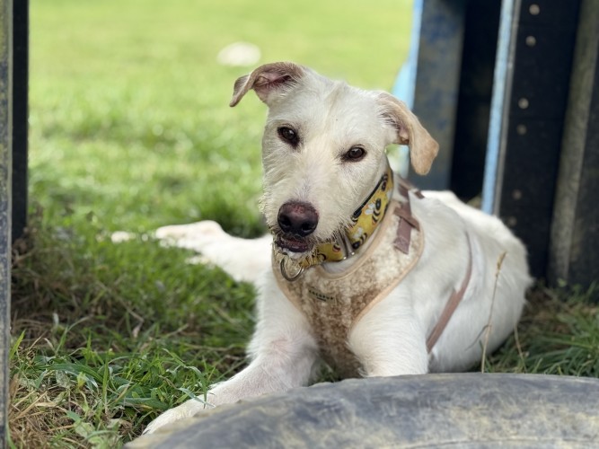 Oatly, a Unknown old male Lurcher available for adoption from Danaher Animal Home in Essex