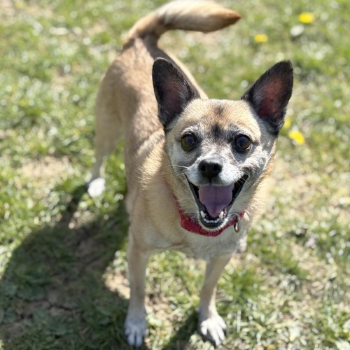 Blu, a 8 years old female Crossbreed available for adoption from Danaher Animal Home in Essex