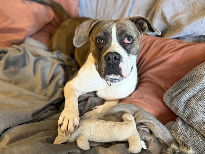 Maggie, a 3 years old female Cane Corso available for adoption from Danaher Animal Home in Essex
