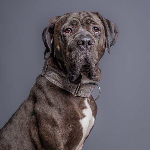 Nala, a 2 years old female Mastiff available for adoption from Danaher Animal Home in Essex