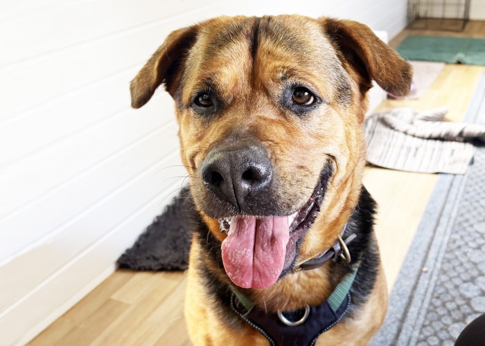 Mia, a 4 years old female German Shepherd x Rottweiler available for adoption from Danaher Animal Home in Essex