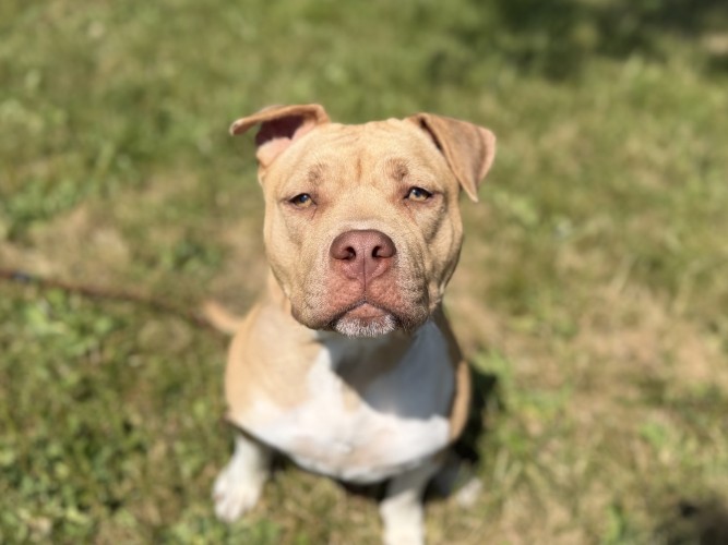 Peaches, a female Staffordshire Bull Terrier available for adoption from Danaher Animal Home in Essex