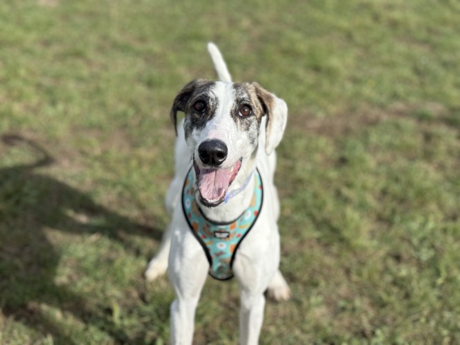 Chia, a 1 year old female Lurcher available for adoption from Danaher Animal Home in Essex