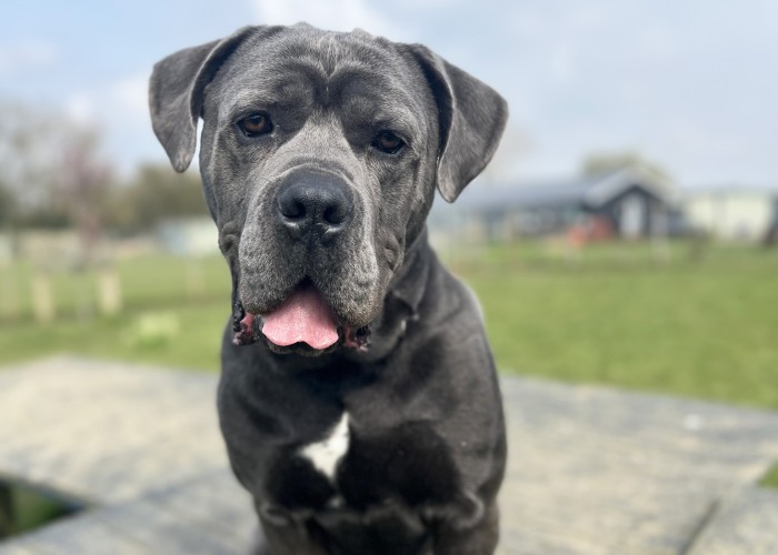 Blue, a 2 years old male Cane Corso available for adoption from Danaher Animal Home in Essex