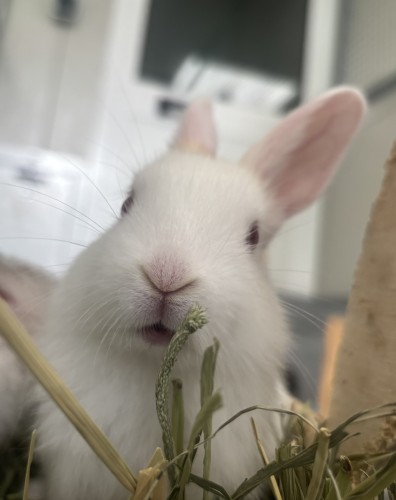 Murray & Marline & Rafa & Timmy & Bjorn & Boris & Emma & Arthur — photo 4