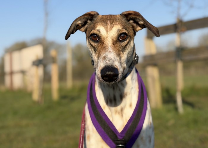 Valentine, a 2 years old female Lurcher available for adoption from Danaher Animal Home in CM7 4EP, Essex