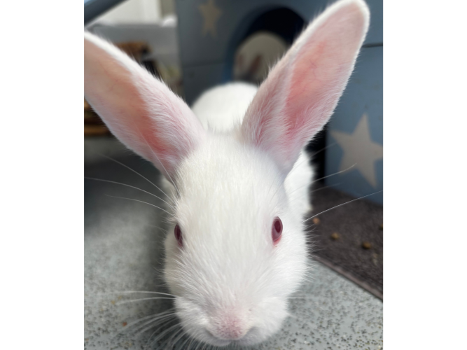 More Baby Buns (4 weeks old!) β photo 5