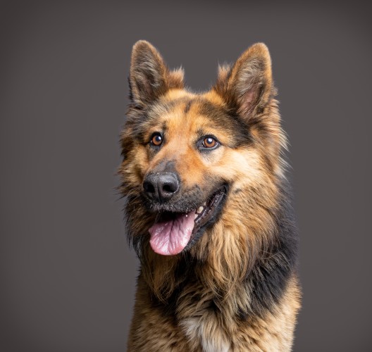 Bonzo, a 3 years old male German Shepherd available for adoption from Danaher Animal Home in Essex