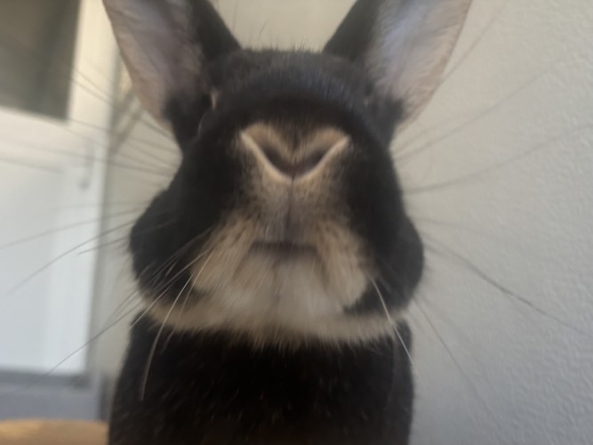 Peaches — photo 3