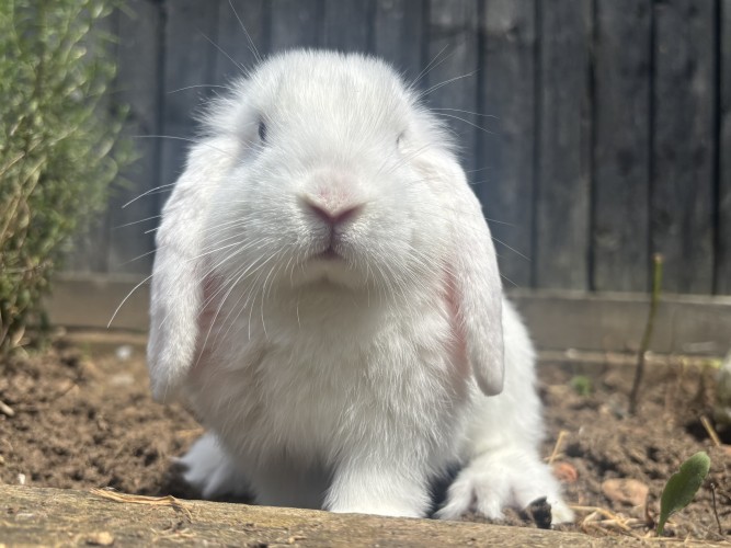 Yuki & Shiro — photo 6