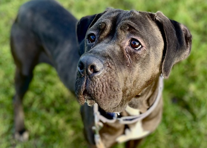 Nala, a 2 years old female Mastiff available for adoption from Danaher Animal Home in CM7 4EP, Essex