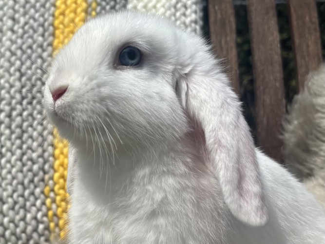 Yuki & Shiro — photo 5