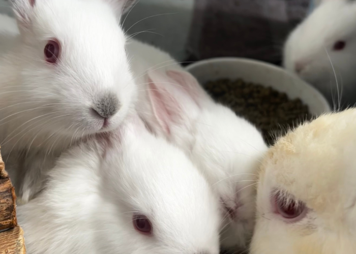 More Baby Buns (4 weeks old!) β photo 1