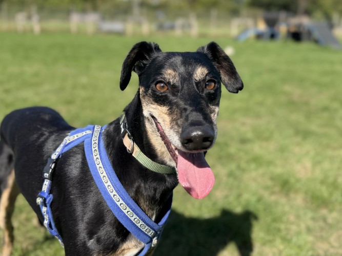 Banjo, a 3 years old male Lurcher available for adoption from Danaher Animal Home in Essex
