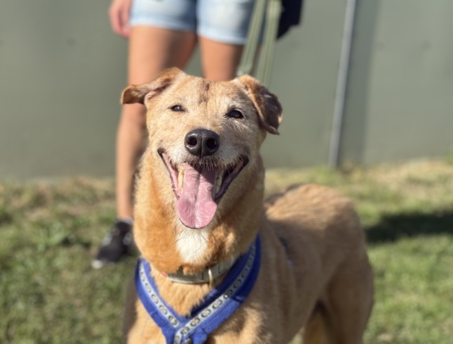 Bo, a 10 years old male Lurcher X available for adoption from Danaher Animal Home in Essex