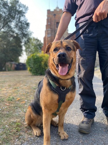 Mia, a 4 years old female German Shepherd x Rottweiler available for adoption from Danaher Animal Home in Essex