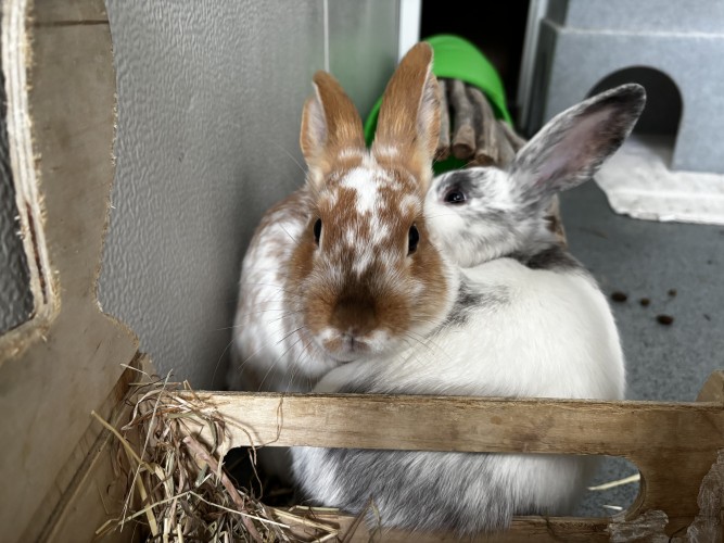 Snoopy & Ronnie & Charlie — photo 4