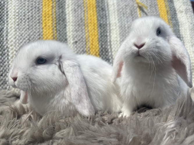 Yuki & Shiro — photo 4