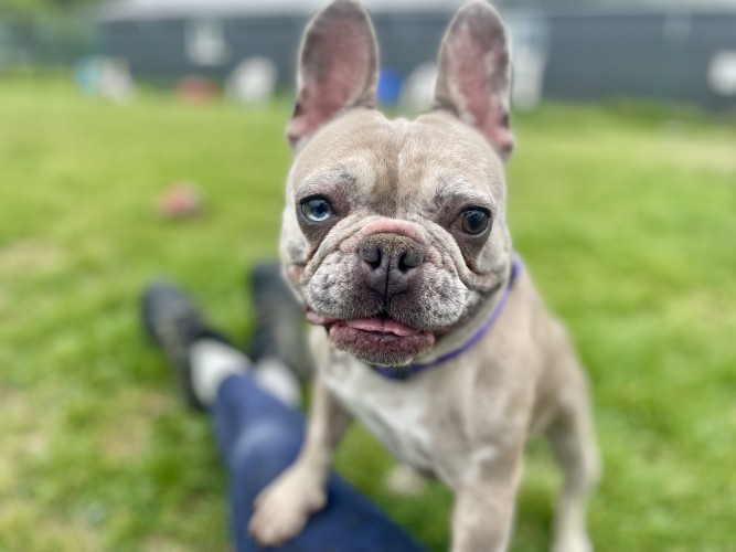 Gus, a 2 years old female French Bulldog available for adoption from Danaher Animal Home in Essex