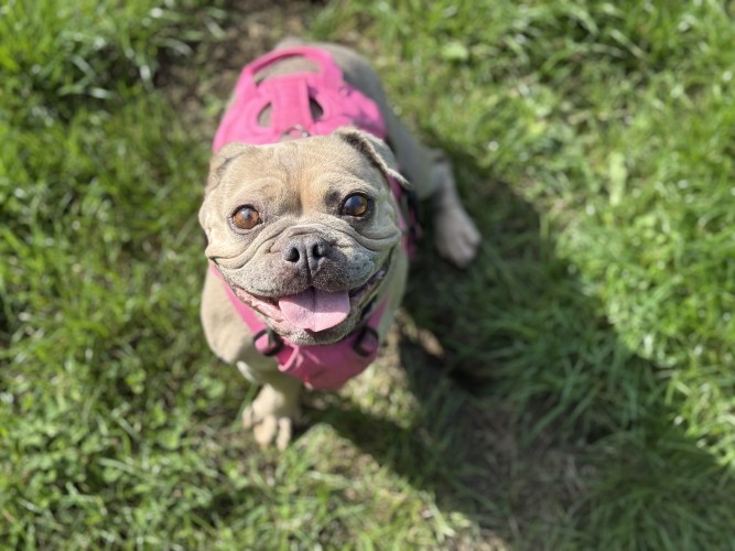 Sassy Samphire, a 7 years old female French Bulldog available for adoption from Danaher Animal Home in Essex